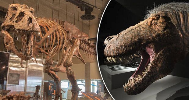 Vědci poskládali rekordního tyrannosaura: „Drobeček“ měřil 13 metrů a vážil 10 tun