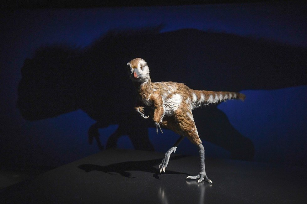 Tyrannosauři se rodili jako malí drobečci. „Kuřata“ byla asi stejně velká jako dnešní slepice a pravděpodobně je pokrývalo peří.