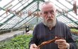 Stanislav Sehnálek suší listy ve skleníku, kde je vlhko.