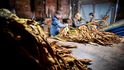 Poslední francouzští producenti hnědého tabáku na jihu země.