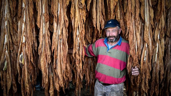 Poslední francouzští producenti hnědého tabáku na jihu země.