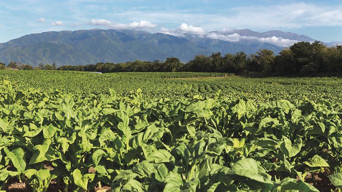 Tabákoví (ne)baroni aneb Jak se žije na plantážích se zeleným zlatem na severu Argentiny