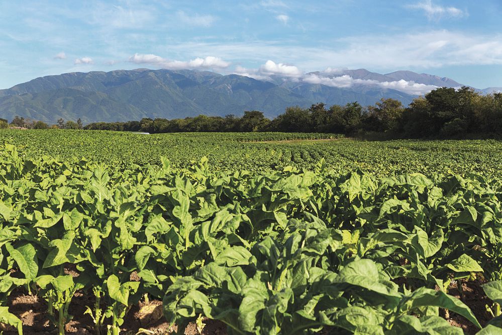 Tabákoví (ne)baroni aneb Jak se žije na plantážích se zeleným zlatem na severu Argentiny