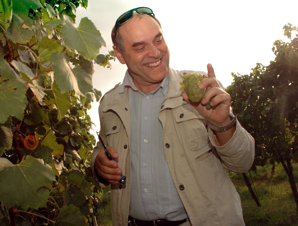 Populární herec Táborský stříhal hrozny ve vinici.