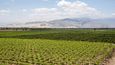 Vinice Tacamy se rozprostírají v údolí necelých 300 kilometrů jižně od peruánského hlavního města
