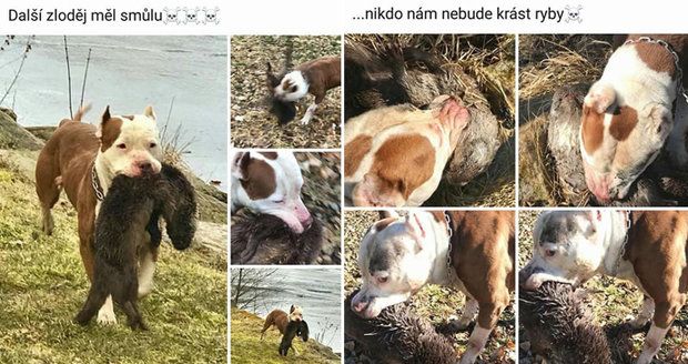 Další zloděj měl smůlu: Podnikatel se chlubil fotkami psa s vydrou v zubech, vyšetřuje ho policie