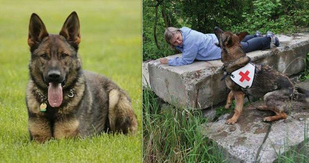 U Letohradu zmizel záchranářský pes Tai: Pomozte s pátráním!