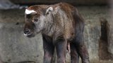 Brněnská zoo hlásí přírůstek: Dvoudenní samička Takina indického dostala jméno Chica