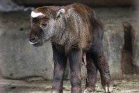 Brněnská zoo hlásí přírůstek: Dvoudenní samička Takina indického dostala jméno Chica