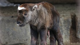 Samička Takina indického Chica je nejnovějším přírůstkem brněnské zoo. Narodila se v neděli 26. února 2017.