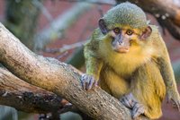 Vánoční pomoc pro opomíjená zvířata v pražské zoo: Na adopci čeká sedm druhů živočichů