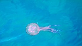 U pobřeží Chorvatska se objevila medúza talířovka svítivá. (ilustrační foto)