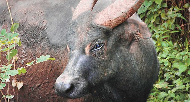 Tamarau: Návrat zakrslých buvolů