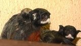 Tamaríni se v plzeňské zoo pochlubili mládětem: O potomka pečuje starostlivý otec