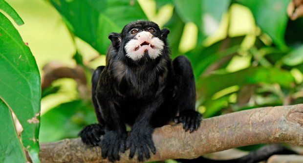 Tamaríni v akci: Drápkaté opičky sázejí les