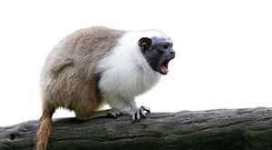 Chytrá strategie opiček: Tamaríni mění přízvuk!