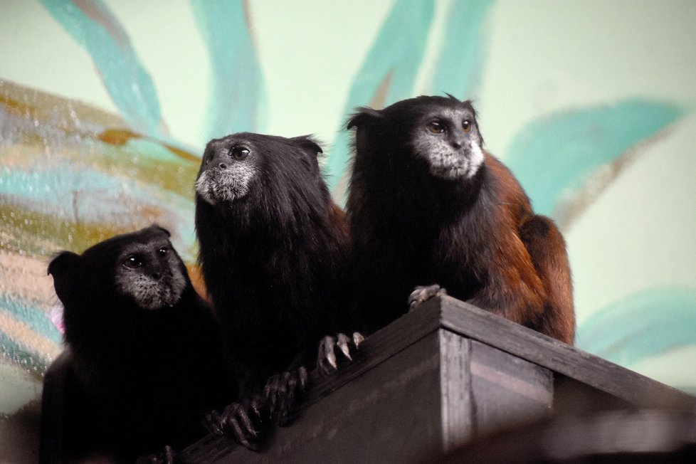 Zoologická zahrada v Hodoníně získala novou atrakci, tamariny sedlové.