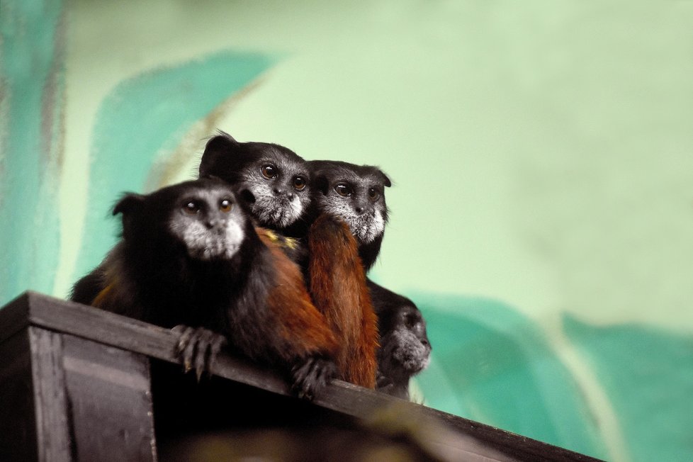 Zoologická zahrada v Hodoníně získala novou atrakci, tamariny sedlové.