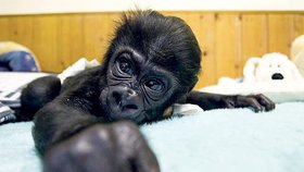 Gorilí sameček Tano je extrémně fotogenický