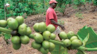 Za spravedlivou kávou do Tanzanie aneb Jak funguje tržní systém fair trade?