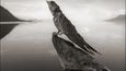 Když v jezeře Natron zemře zvíře, je dokonale zachováno v podobě, která připomíná zkamenělinu
