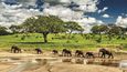 Národní park Tarangire v severní Tanzanii je vyhlášený velkou populací slonů. Tanzanské safari není vůbec levné, ale s ostřejšími lokty se nám podařilo alespoň zařídit džíp s řidičem i bez cestovní agentury.