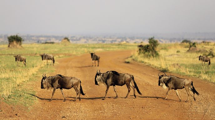 Nejhezčí okamžik v národním parku Serengeti nastává, když se dají do pohybu stáda pakoňů během své pravidelné migrace