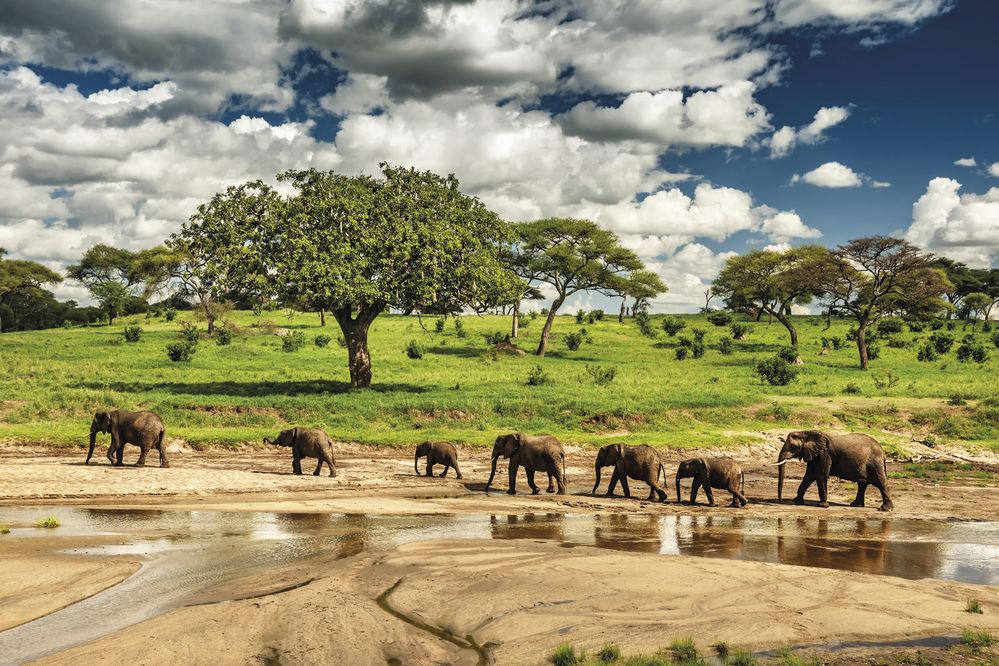 Národní park Tarangire v severní Tanzanii je vyhlášený velkou populací slonů. Tanzanské safari není vůbec levné, ale s ostřejšími lokty se nám podařilo alespoň zařídit džíp s řidičem i bez cestovní agentury.
