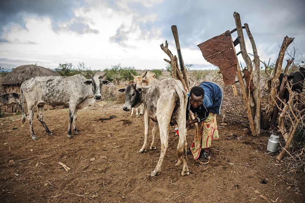 Těžký život Masajů. Až přenocování v masajské kruhové osadě zvané goma nám ukázalo drsné podmínky života na  polopoušťních planinách, kde se svým dobytkem žijí.