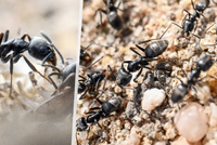 Německo sužuje invaze superkolonií mravenců: Způsobují výpadky elektřiny a internetu