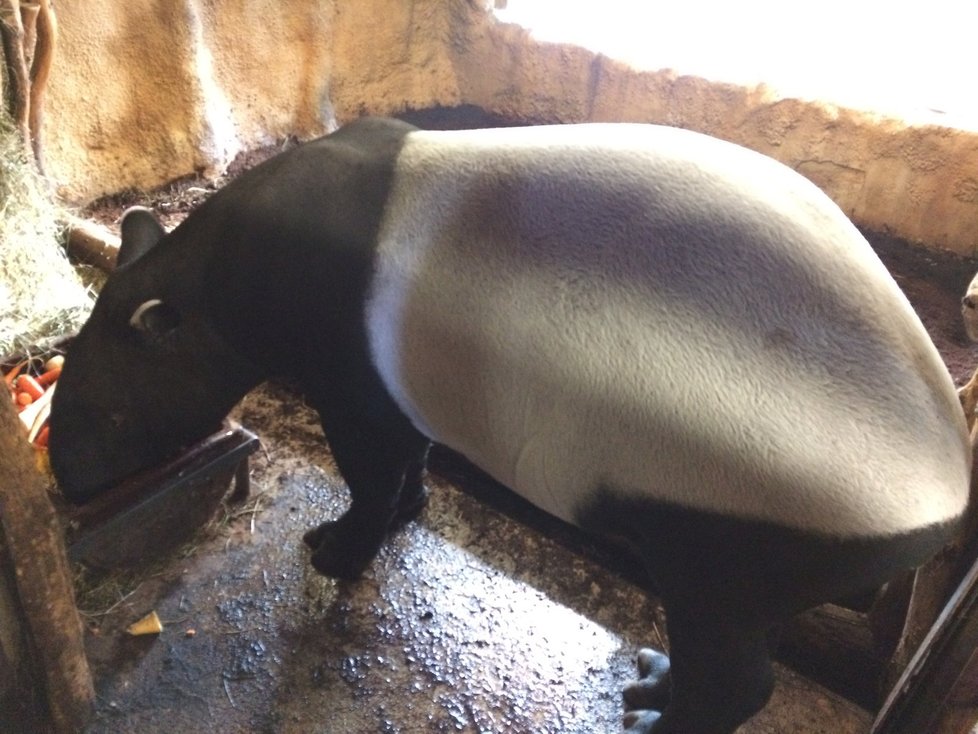 Mladý samec Punťa (2) odjede ze Zoo Praha. Čeká ho život na vzdáleném Tchaj-wanu.