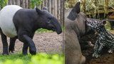 Smutné loučení: Zoo Praha opustí rozkošný tapír Punťa (2). Čeká ho dlouhá cesta na Tchaj-wan