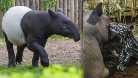 Mladý samec Punťa (2) odjede ze Zoo Praha. Čeká ho život na vzdáleném Tchaj-wanu.