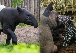 Mladý samec Punťa (2) odjede ze Zoo Praha. Čeká ho život na vzdáleném Tchaj-wanu.