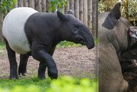 Smutné loučení: Zoo Praha opustí rozkošný tapír Punťa (2). Čeká ho dlouhá cesta na Tchaj-wan