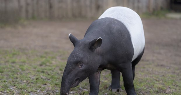 Mladý samec Punťa (2) odjede ze Zoo Praha. Čeká ho život na vzdáleném Tchaj-wanu.