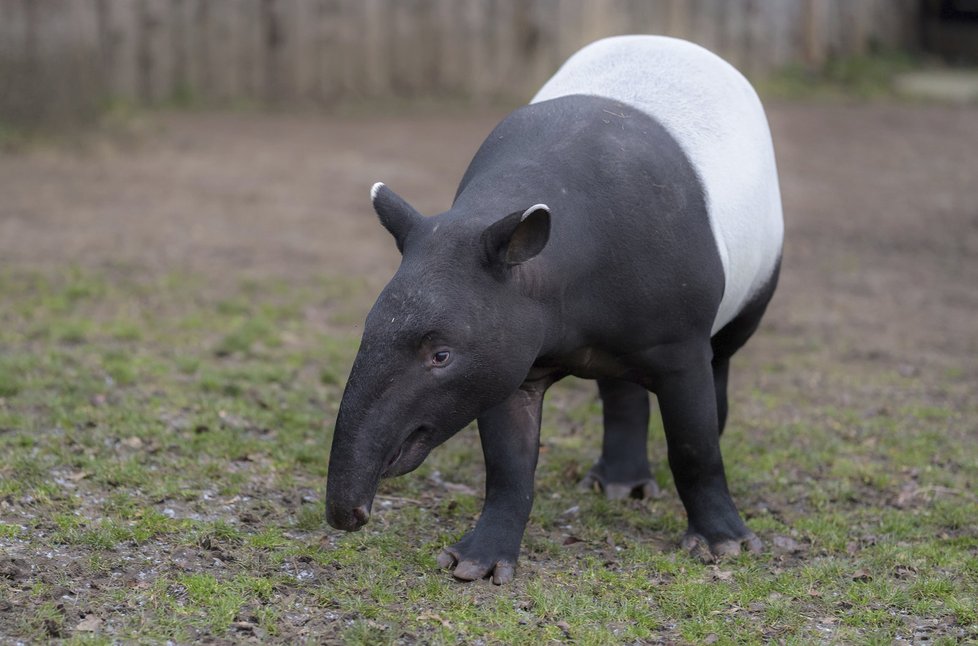 Mladý samec Punťa (2) odjede ze Zoo Praha. Čeká ho život na vzdáleném Tchaj-wanu.