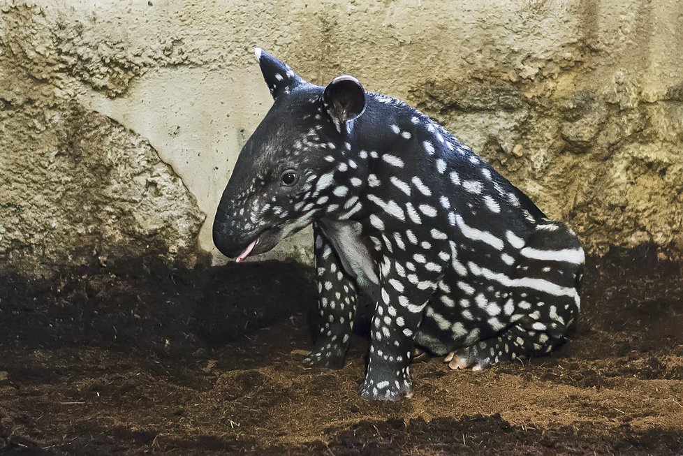 Mladý samec Punťa (2) odjede ze Zoo Praha. Čeká ho život na vzdáleném Tchaj-wanu.