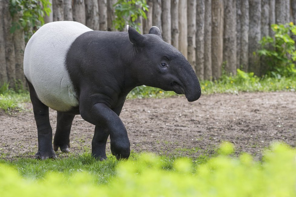 Mladý samec Punťa (2) odjede ze Zoo Praha. Čeká ho život na vzdáleném Tchaj-wanu.