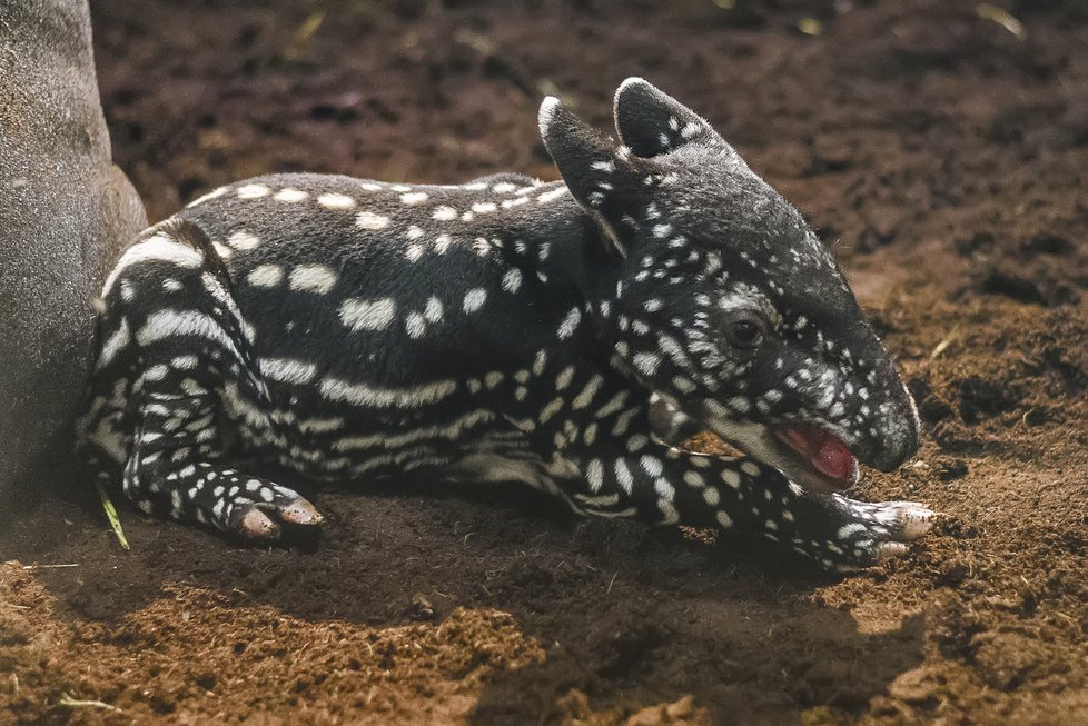 Mladý samec Punťa (2) odjede ze Zoo Praha. Čeká ho život na vzdáleném Tchaj-wanu.