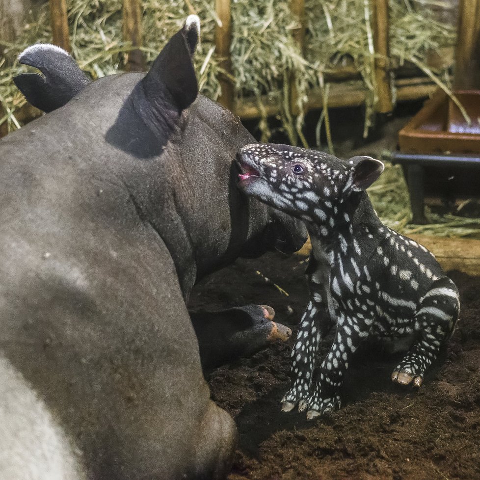 Mladý samec Punťa (2) odjede ze Zoo Praha. Čeká ho život na vzdáleném Tchaj-wanu.