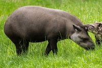 Sláva v pražské zoo: Šestitýdenní tapíří slečna dostala jméno Jasmína