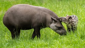 Sláva v pražské zoo: Šestitýdenní tapíří slečna dostala jméno Jasmína