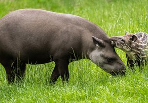 Mladá samička tapíra jihoamerického se narodila letos 29. dubna. Na fotografii se svou matkou samicí Taluen.