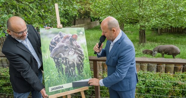 Jméno Jasmína slavnostně odhalil kmotr tapíří samičky náměstek primátora hlavního města Prahy Petr Hlubuček (vpravo).