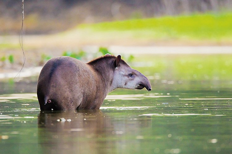 Tapír jihoamerický (Tapirus terrestris) – až 270 kg