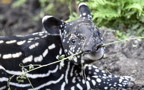 Malý tapír objevuje chuť větvičky.
