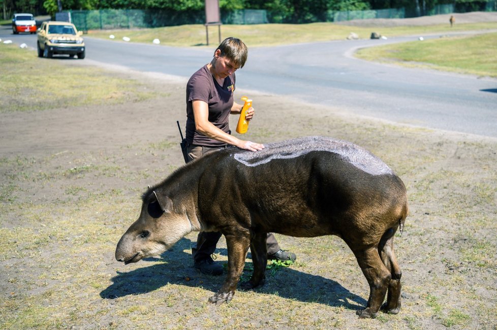 V ZOO v Německu natírali ošetřovatelé tapíry opalovacím krémem