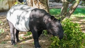 Tapír Morse poputuje z pražské zoo do Německa. Na rozloučenou mu uspořádali velkou oslavu