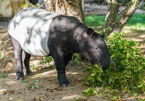 Tapír Morse poputuje z pražské zoo do Německa. Na rozloučenou mu uspořádali velkou oslavu